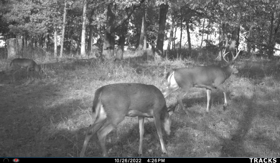 Buck Day